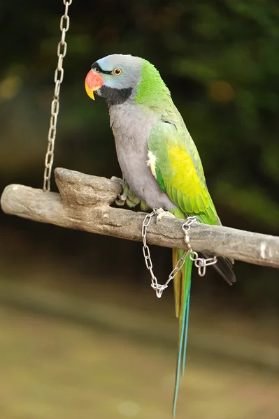 Зеленый попугай на ветке — стоковое фото