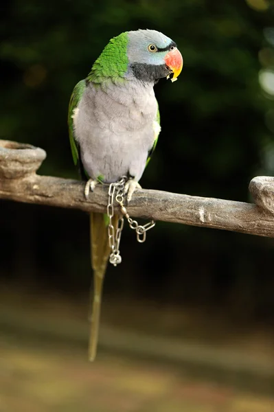 Green Parrot on branch — Stock Photo, Image