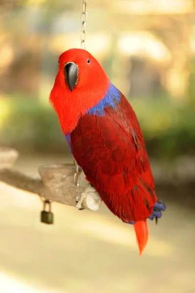 红鹦鹉 — 图库照片