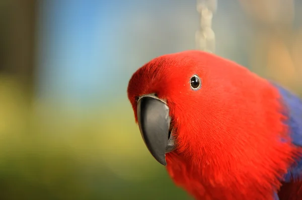 Red Parrot — Stock Photo, Image