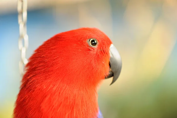 Czerwona papuga — Zdjęcie stockowe