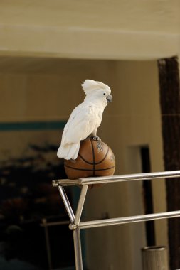 beyaz kakadu basketbol oynamak