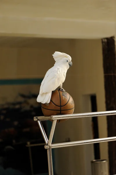 Weißer Kakadu spielt Basketball — Stockfoto