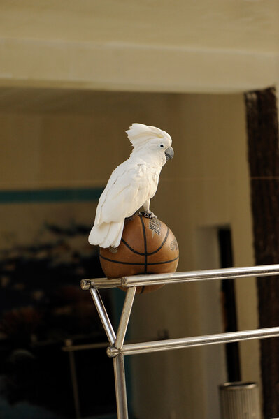 White cockatoo play basketball