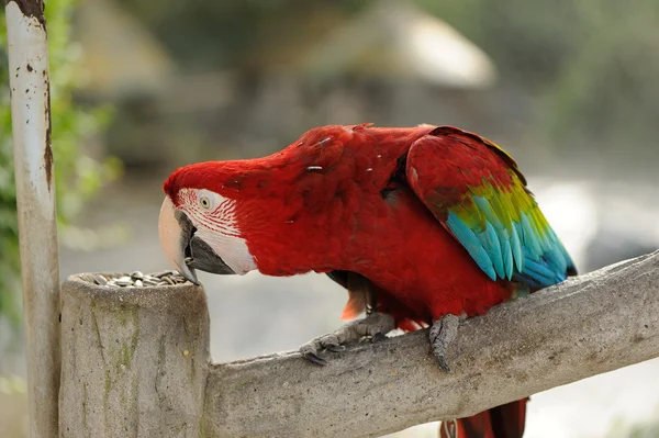 Papagaio comendo sementes — Fotografia de Stock