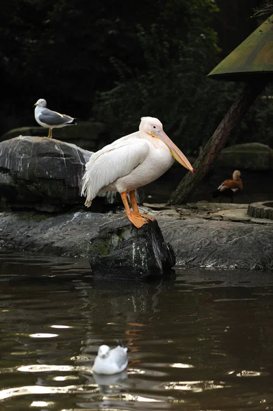 Pelikan duży ptak — Zdjęcie stockowe