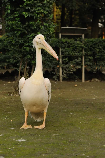 Pelikan duży ptak — Zdjęcie stockowe