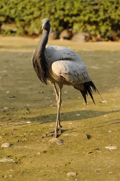 stock image Crane bird