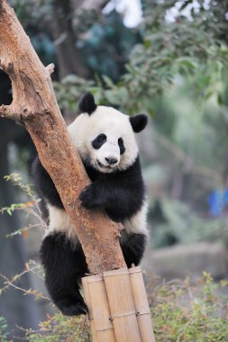 Panda climbing tree clipart