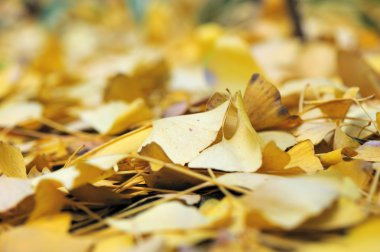 arka plan GINKO bırakır