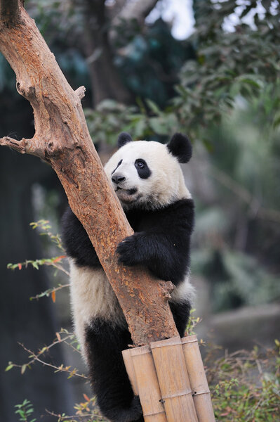 Лазание на панду
