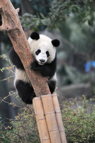 Árbol trepador Panda — Foto de Stock