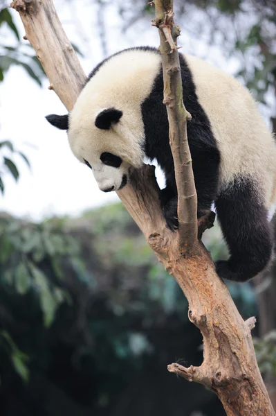 Panda grimpant à l'arbre — Photo