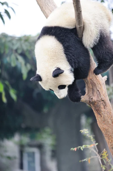 Panda árvore de escalada — Fotografia de Stock