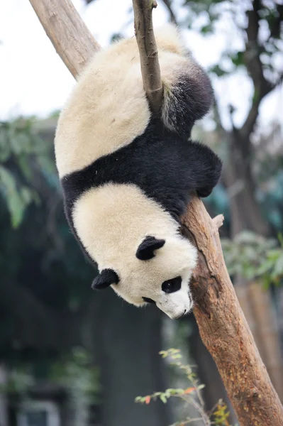 Árbol trepador Panda — Foto de Stock