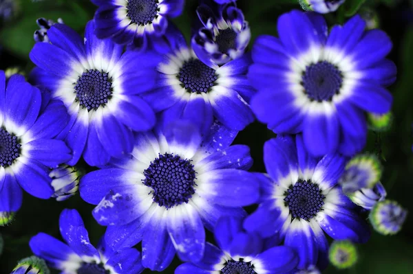 Stock image Blue flowers