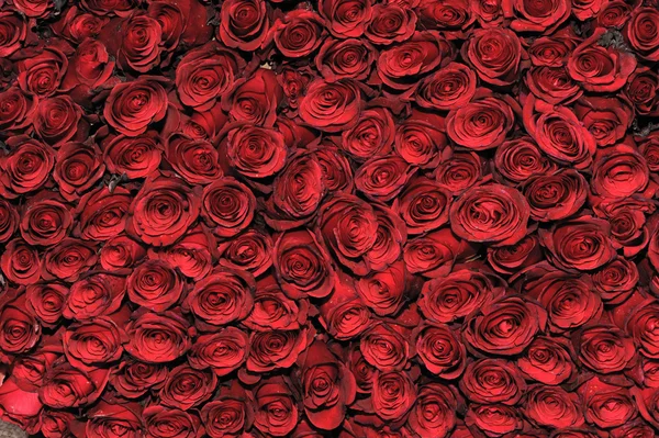 かなり赤いベッドのバラの背景 — ストック写真