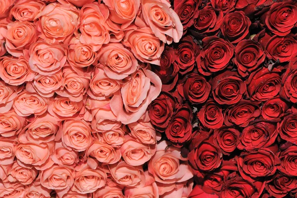 예쁜 핑크색과 붉은 침대 장미 배경 — 스톡 사진