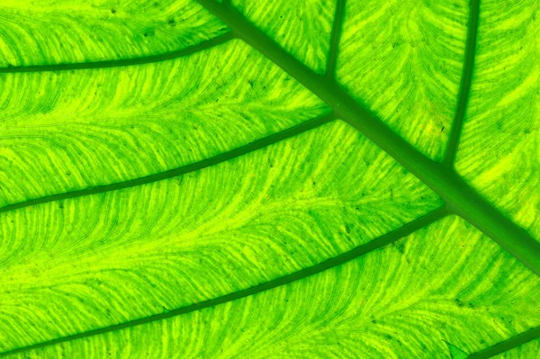 stock image Green leaf background