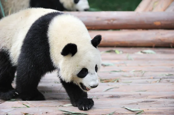 Panda a piedi Immagine Stock