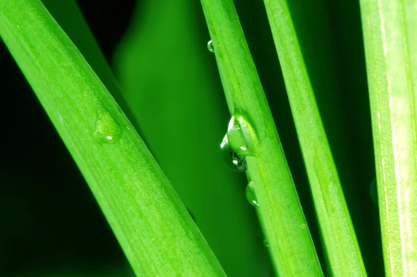 stock image Green leaves and water drops