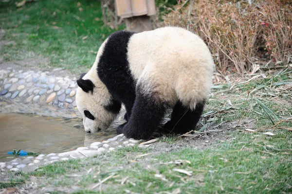 喝杯熊猫 — 图库照片