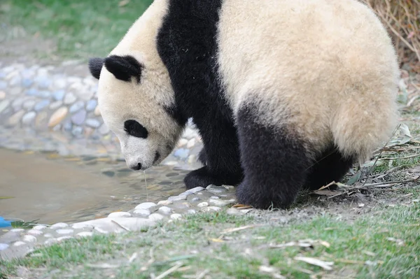 Bevi panda — Foto Stock