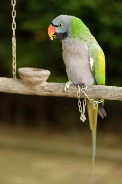 Зеленый попугай на ветке — стоковое фото