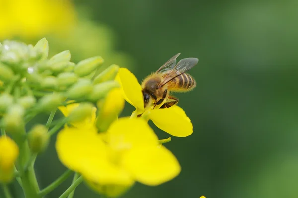 Rape flower and bee — Stock Photo, Image