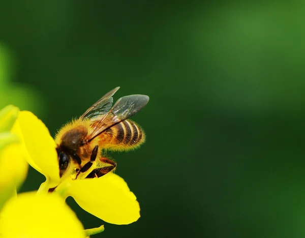 Rapsblüte und Biene — Stockfoto