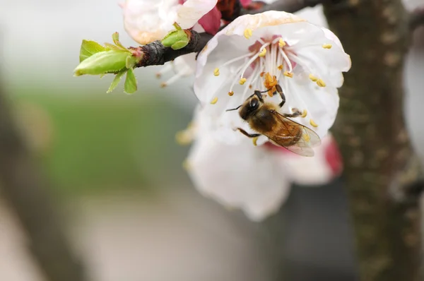 Pear and bee — Stock Photo, Image