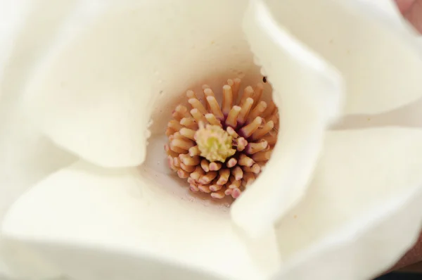 stock image Magnolia