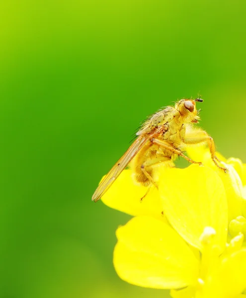 Violação flor e abelha — Fotografia de Stock