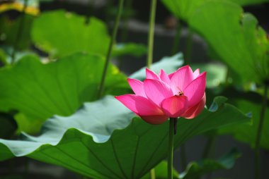 Lotus