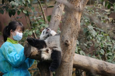 Woman feeding panda clipart