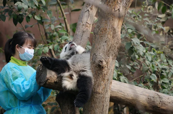 Femme nourrissant panda — Photo