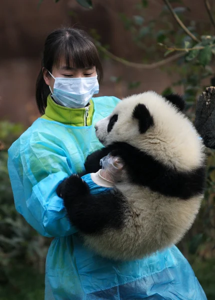 Woman feeding panda — Zdjęcie stockowe