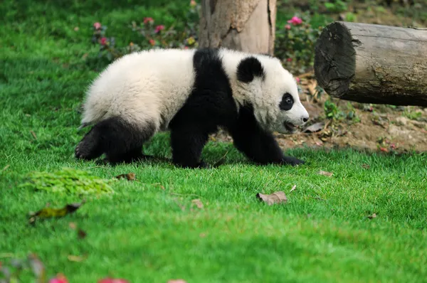 Ходячая панда — стоковое фото