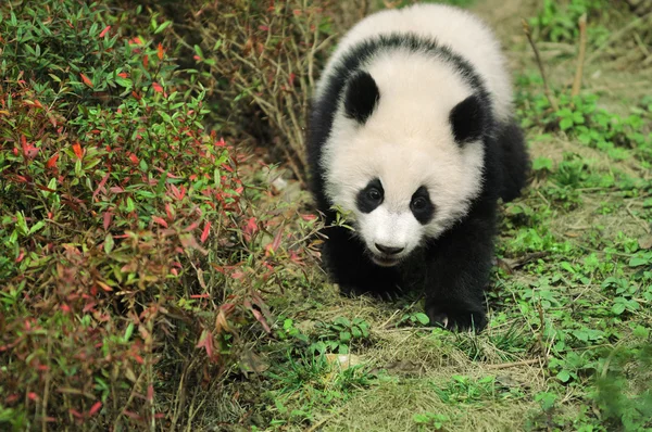 Caminhada panda — Fotografia de Stock
