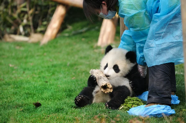 Woman feeding panda — Zdjęcie stockowe