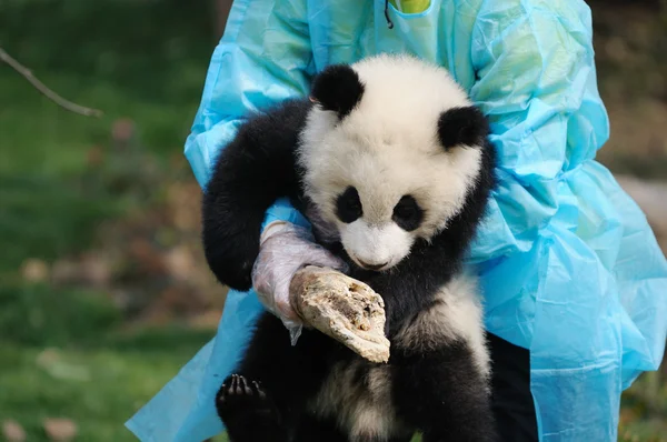 Kvinna utfodring panda — Stockfoto