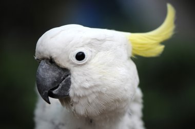 White parrot clipart