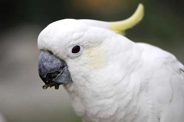 Белый попугай — стоковое фото