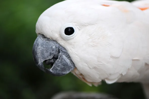 Beyaz papağan — Stok fotoğraf