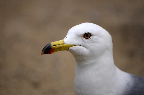 Cabeça de gaivota — Fotografia de Stock