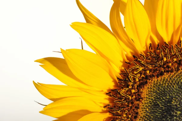 stock image Sunflower