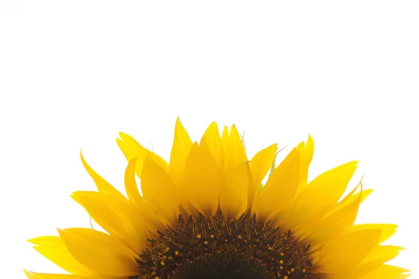 Stock image Sunflower