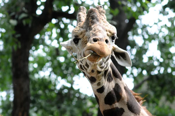 Giraffe Стокове Фото
