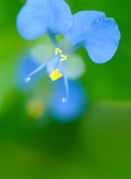 Sarı ercik ile mavi kır çiçeği — Stok fotoğraf