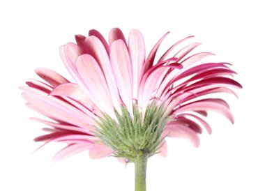 pembe gerbera çiçek arka